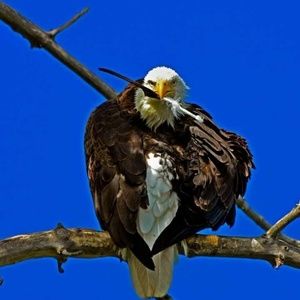 Meet your Posher, Tom